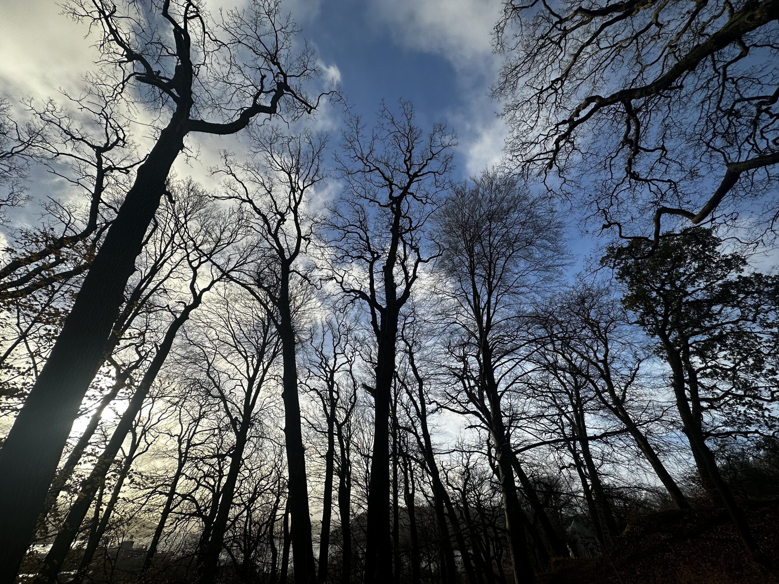 blue sky with light clouds above naked treetops in silhouette